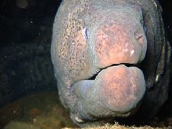 Moray close up at night. Canon A95, built in flash. by Adrian Newell 